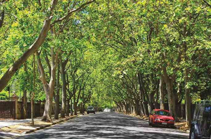 A serene tree-lined street with lush green foliage forming a canopy over the road, with parked cars along one side.