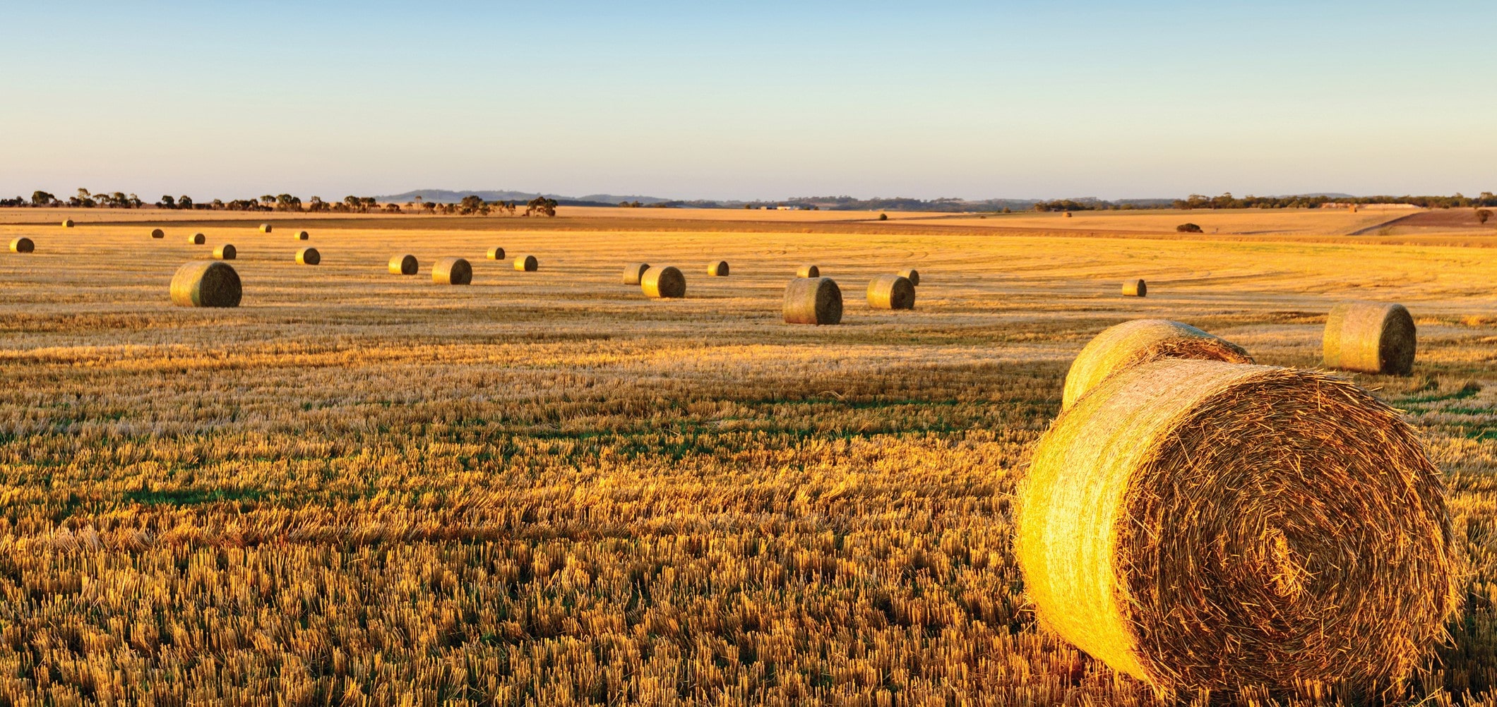 A panoramic view of a harvested field with round hay bales during golden hour with a clear sky.